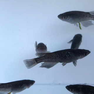 ブラックダイヤ　1ペア2,000円の画像