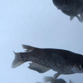 ブラックダイヤ　1ペア2,000円