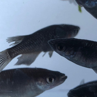 ブラックダイヤ　1ペア2,000円の画像