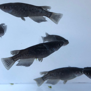 ブラックダイヤ　1ペア2,000円の画像