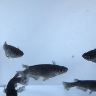 ブラックダイヤ　1ペア2,000円の画像