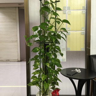 【激安価格で提供します　観葉植物】