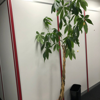 観葉植物