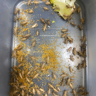 【お取引中】ヨーロッパイエコオロギ 生き餌【100匹前後】の画像