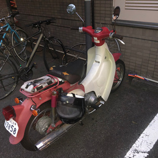 リトルカブの画像