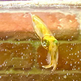 アオリイカ　の子ども　可愛いサイズ！（飼育用）の画像