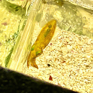 アオリイカ　の子ども　可愛いサイズ！（飼育用）の画像