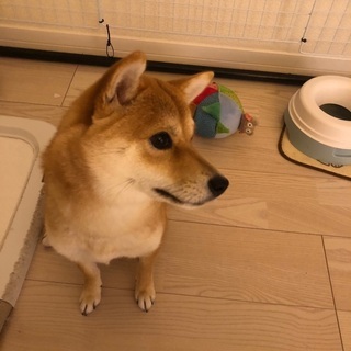 10ヶ月の柴犬の女の子 - 西宮市