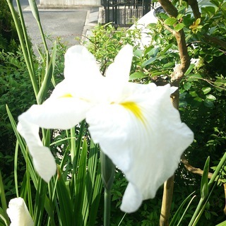 菖蒲の苗（白）