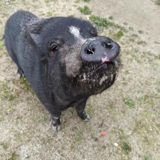 ミニブタ