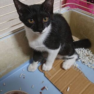 優しい里親さん募集中！
