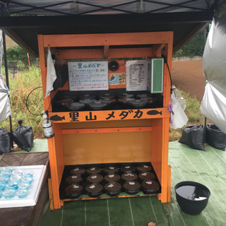 里山めだか メダカの無人販売所 9/2
