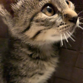 募集終了トライアル中
