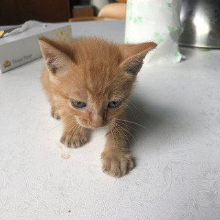 トラ猫ちゃんの里親募集（相談中一旦募集中止）