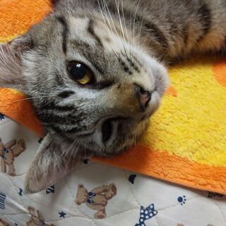 キジ猫　3匹　里親募集　1歳くらい？