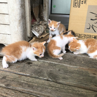 生後一ヶ月の可愛いい子猫