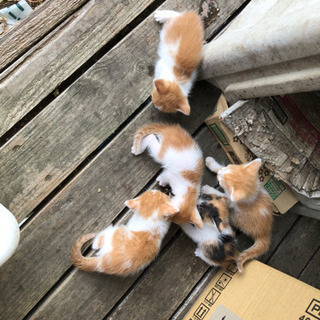 生後一ヶ月の可愛いい子猫 - 滝沢市