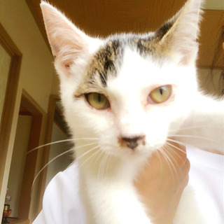 里親さん決まりました。ありがとうございました。