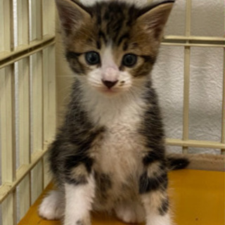 子猫　男の子①  生後１ヶ月位