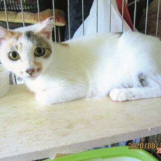 可愛い三毛猫の里親さん募集中