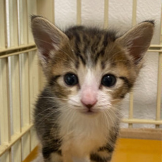 子猫　女の子②  生後１ヶ月位　里親募集