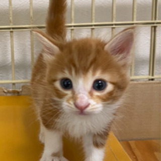 子猫　男の子②   生後１ヶ月位