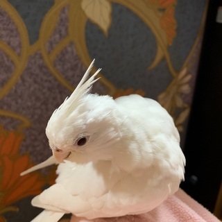 オカメインコ里親募集差し上げます