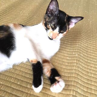 まだ赤ちゃんおっぱい大好きみーちゃん - 小野市