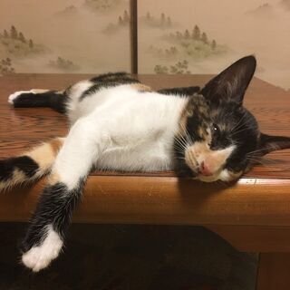 まだ赤ちゃんおっぱい大好きみーちゃん − 兵庫県