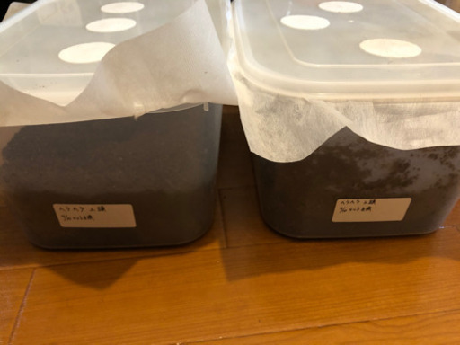 ?ヘラクレス・オオクワガタ・ニジイロまとめ売り