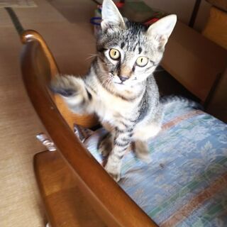 キジトラ🐈️オス♂生後４ヶ月くらい🐱
