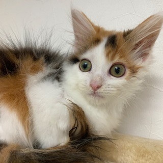 メインクーン仔猫里親募集中