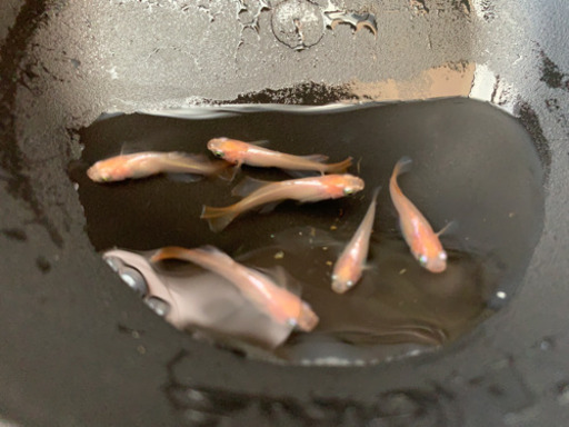 めだか\u003c秋桜\u003e 稚魚〜幼魚10匹+α 1800円❤︎.*激安