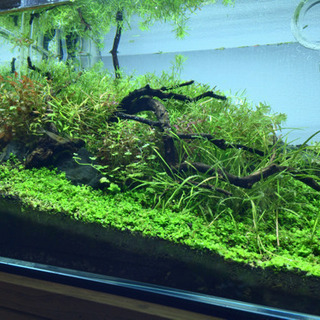 熱帯魚・アクアリウム仲間募集！
