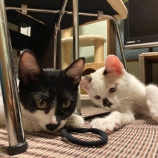 生後4ヶ月程の子猫2匹⑤9月2日更新