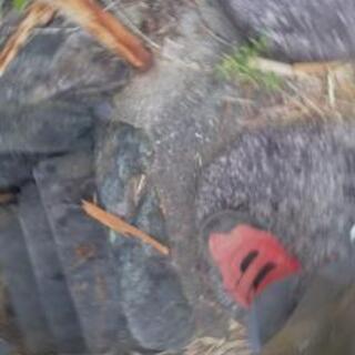 灯籠及び庭石多数の画像
