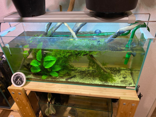 60センチ水槽豪華一式　レイアウトもそのままどうぞ！