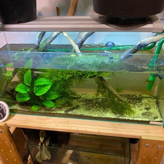 60センチ水槽豪華一式 レイアウトもそのままどうぞ！