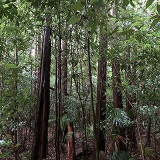 【受付終了】山林物件　茨城県猿島郡境町 − 茨城県