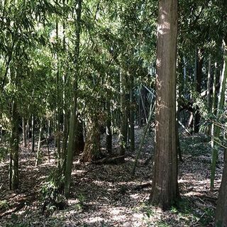 【受付終了】山林物件　茨城県猿島郡境町 - 不動産