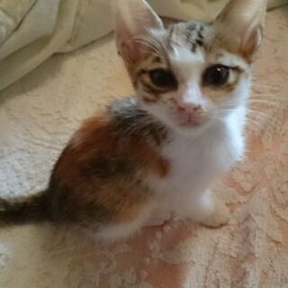 三毛猫(子猫)♀