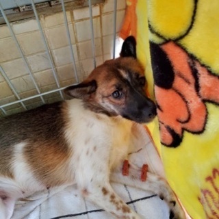 里親決定！有難うございました！　🆘飼主持込で保健所収容🐶まだ1歳...