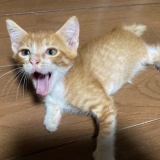 保護の子猫達。2ヶ月〜4ヶ月位