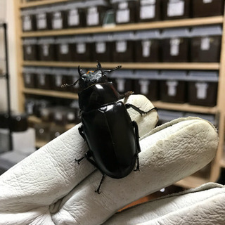 ❶ギラファノコギリクワガタ 新成虫 ♀単品 未後食の画像