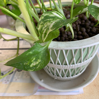 プラスティックの植木鉢と受け皿　譲ってください