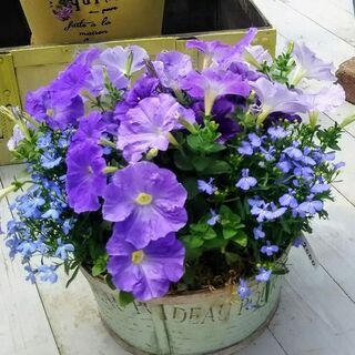 【リマインド】STYLISH  GARDENS　寄せ植え＆ハーバリウム他 販売（mini FLAT-ichi出店）　の画像