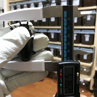 ❸ギラファノコギリクワガタ 新成虫 ♀単品 未後食