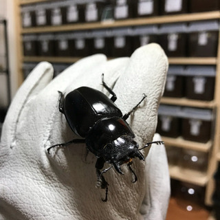 ❹ギラファノコギリクワガタ 新成虫 ♀単品 未後食の画像