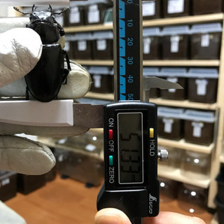 ❹ギラファノコギリクワガタ 新成虫 ♀単品 未後食