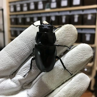 ❻ギラファノコギリクワガタ 新成虫 ♀単品 未後食の画像